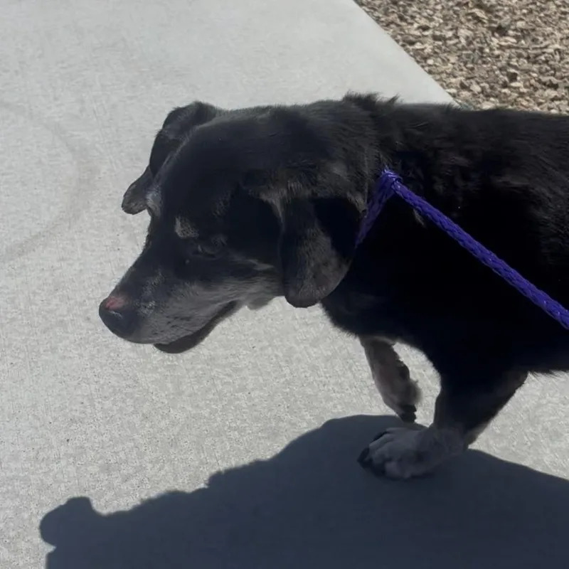 A senior medium-sized male Black Dachshund dog named Bandito for adoption in Pahrump, NV