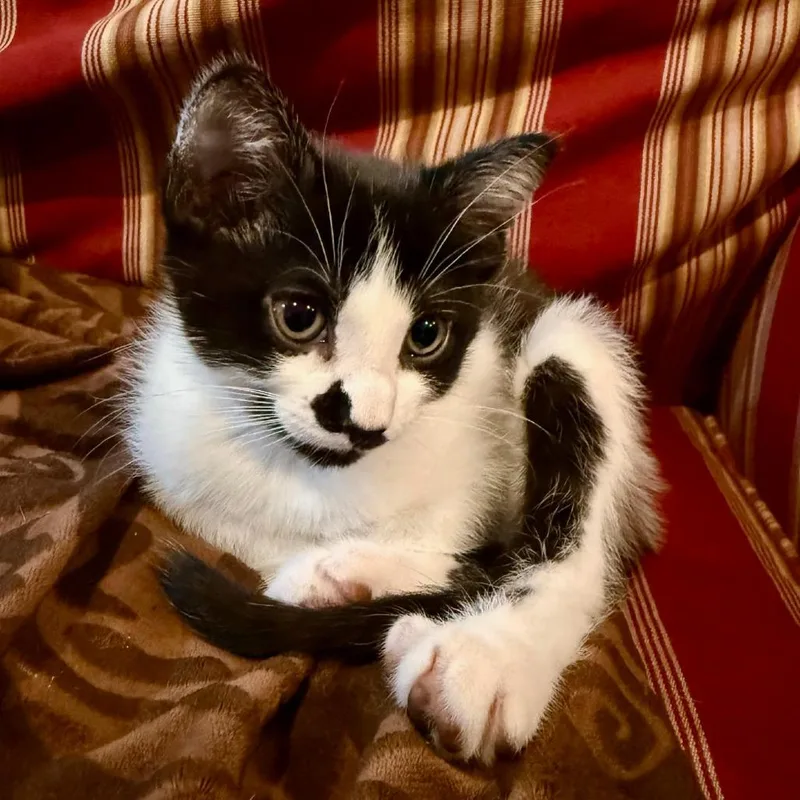 A baby small-sized female Black Domestic Short Hair cat named Marble C for adoption in Minnetonka, MN