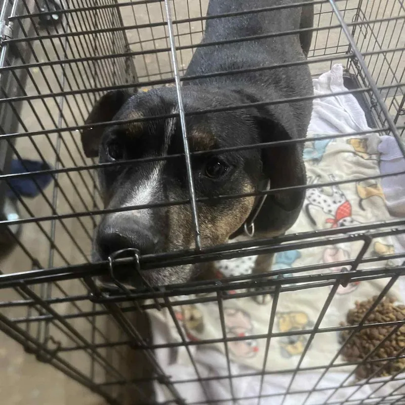 An adult large-sized male Gray / Blue / Silver Pit Bull Terrier dog named Milo for adoption in Manhattan, KS