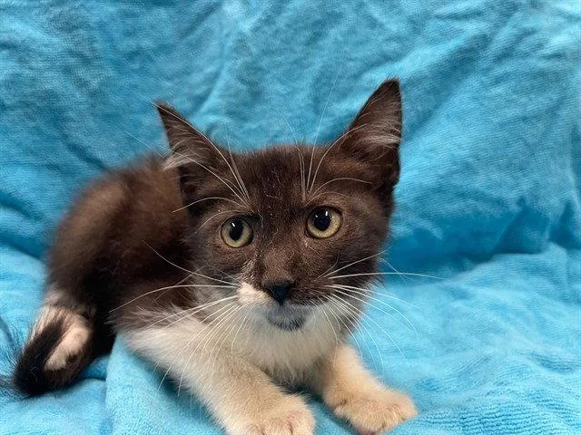 A baby small-sized female Black & White / Tuxedo Domestic Short Hair cat named Library Card for adoption in Tavares, FL