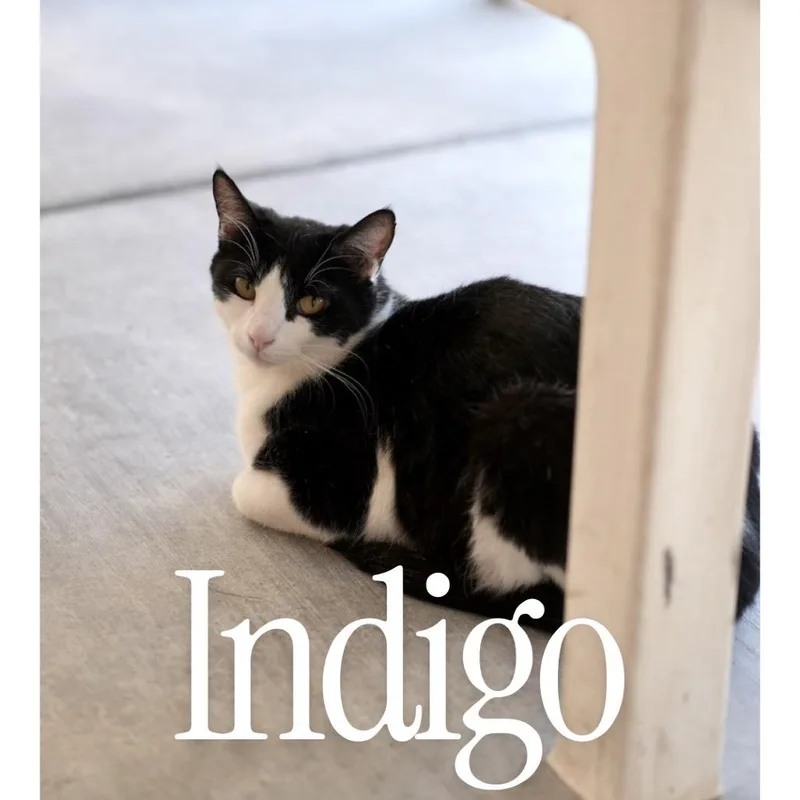 Indigo