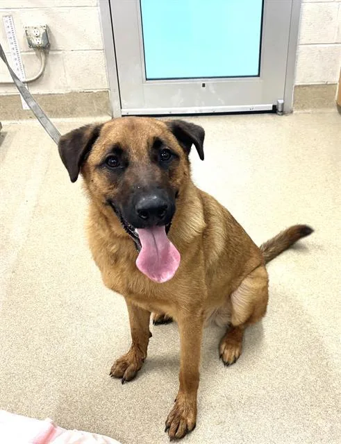 A young extra large-sized male German Shepherd Dog dog named Gunner for adoption in Grand Prairie, TX