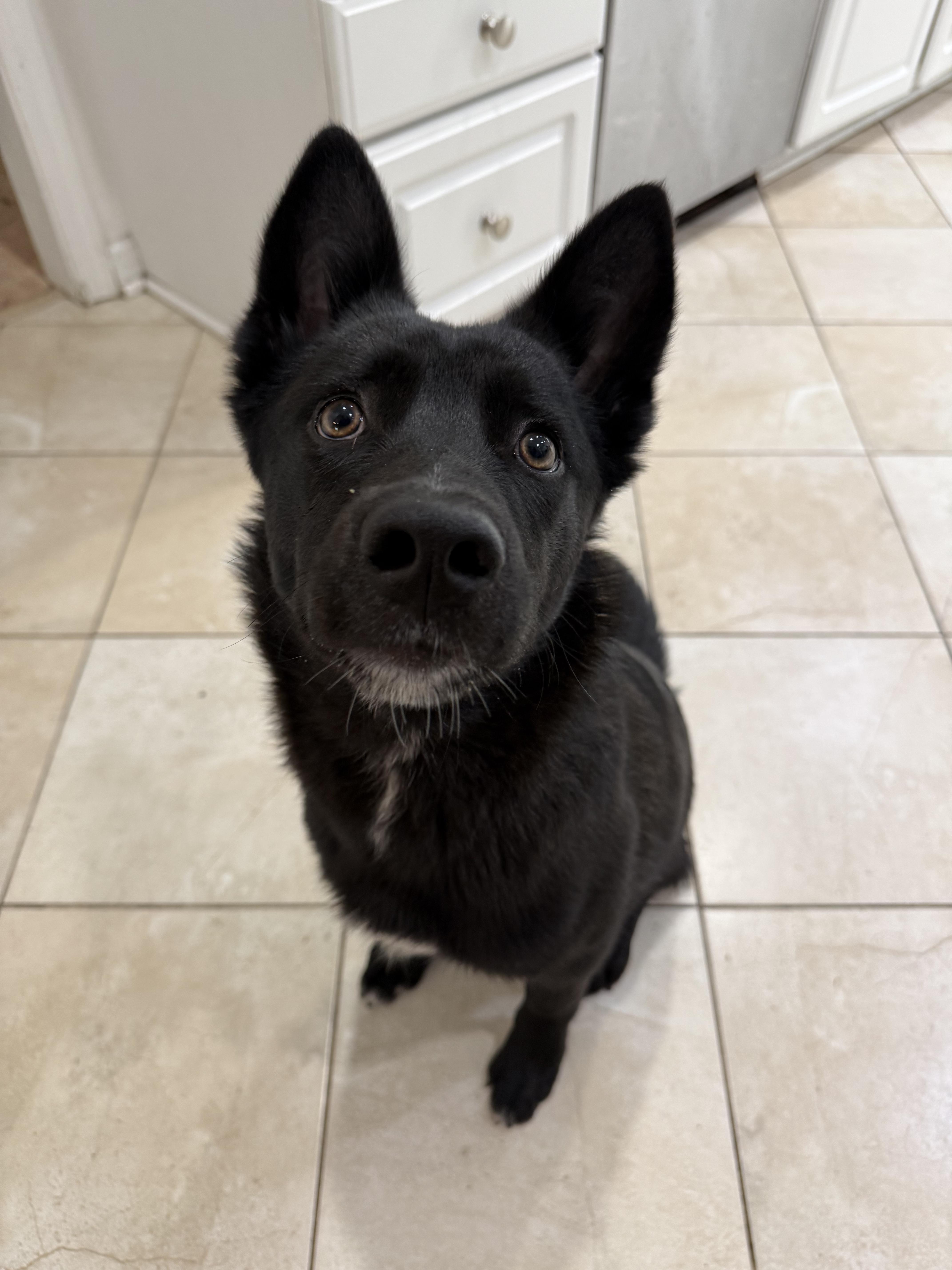 A young medium-sized male Black Border Collie dog named Sheriff for adoption in Medford, NJ