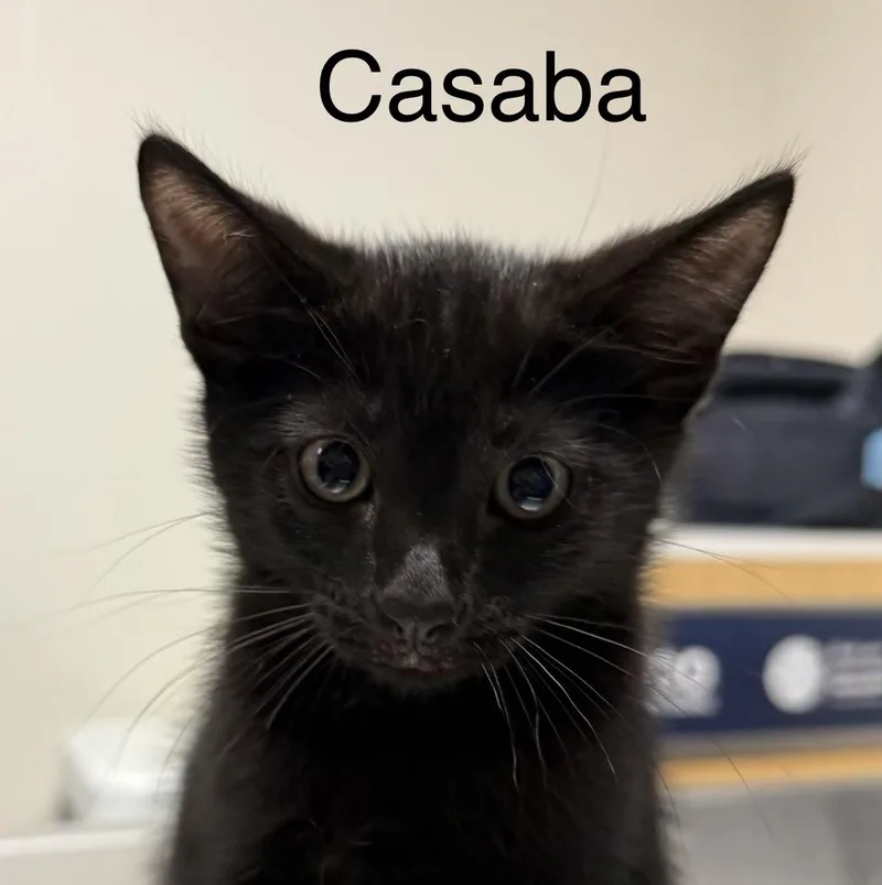 A baby medium-sized male Black Domestic Short Hair cat named Casaba for adoption in Othello, WA