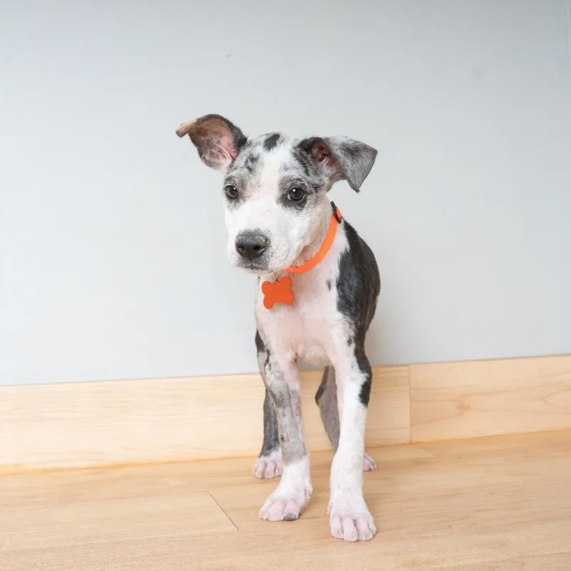 A baby small-sized female Black Terrier dog named Hippo D for adoption in Minnetonka, MN