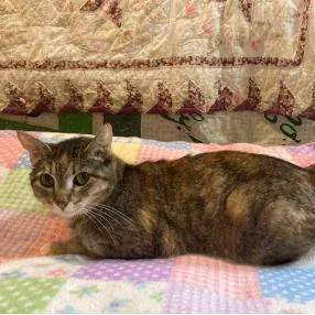 An adult medium-sized female Gray / Blue / Silver Domestic Short Hair cat named Star for adoption in Kansas City, MO