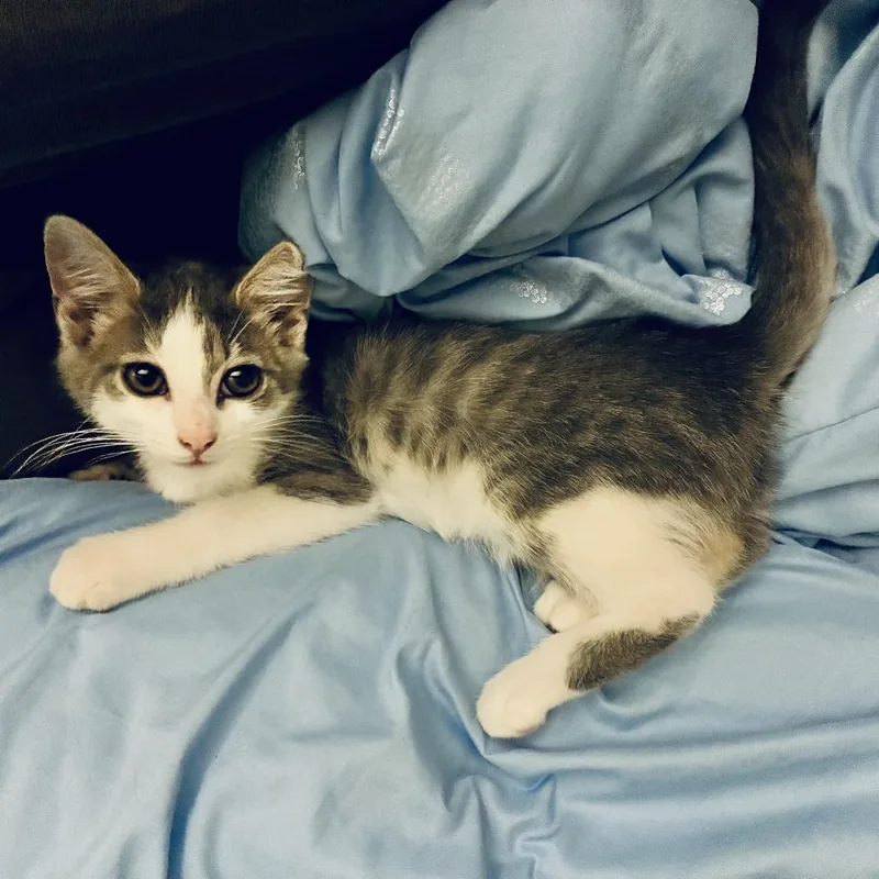 A baby small-sized female Gray / Blue / Silver Domestic Short Hair cat named Sofia the First for adoption in Normal, IL