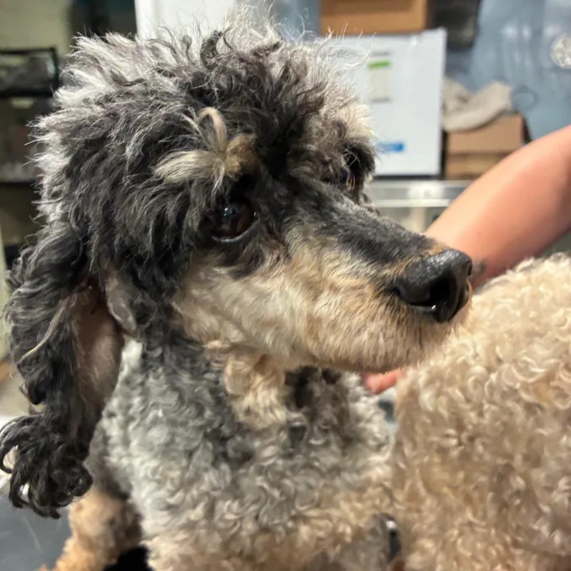 An adult small-sized female Gray / Blue / Silver Poodle dog named Skye Blue for adoption in Northbrook, IL