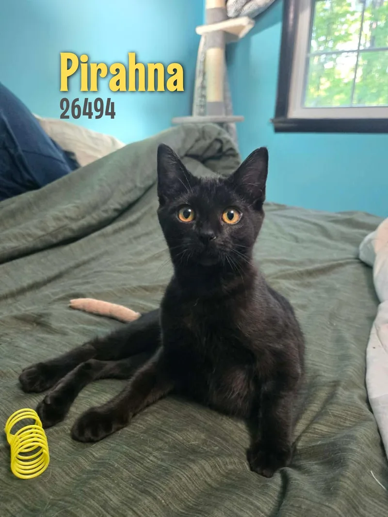 A baby small-sized female Black Domestic Short Hair cat named Pirahna for adoption in Oak Ridge, TN