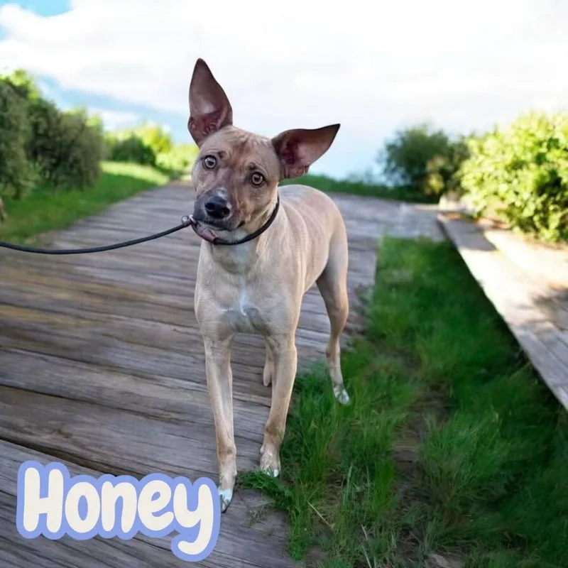Honey thumbnail 2
