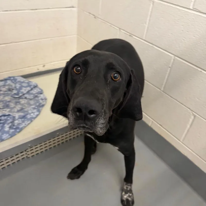 A young large-sized male Black Hound dog named Bandit for adoption in Rocky Mount, VA