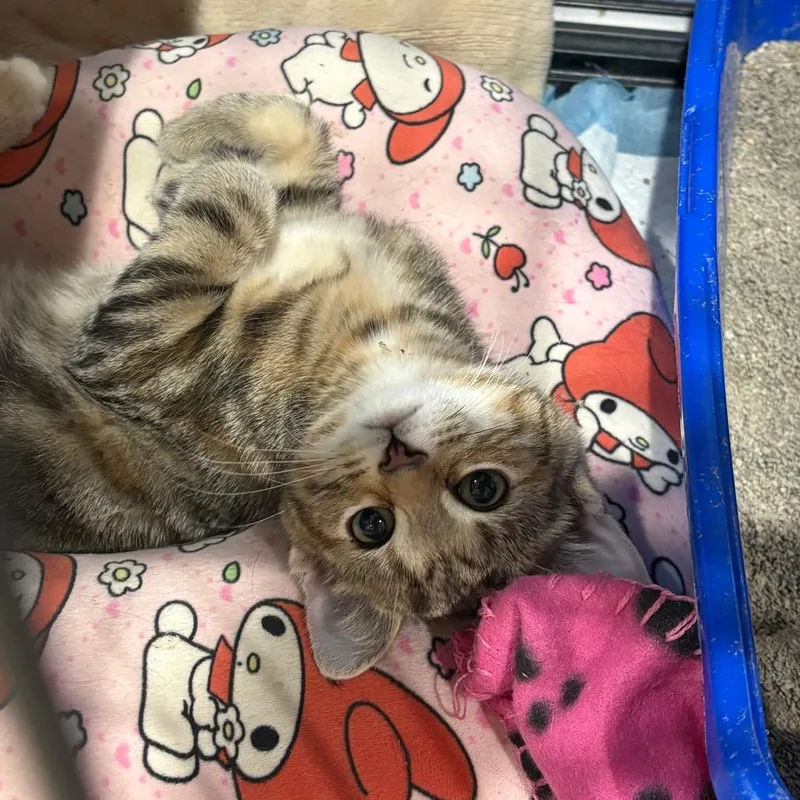 A baby small-sized female Orange / Red Domestic Short Hair cat named Mila for adoption in Elwood, IN