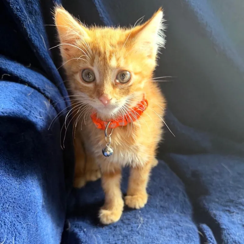 A baby small-sized female Buff / Tan / Fawn Domestic Medium Hair cat named Edgecomb for adoption in Fredericksburg, VA