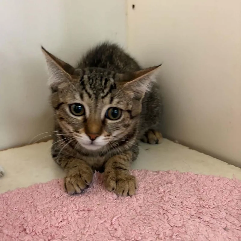 A baby small-sized female Brown / Chocolate Domestic Short Hair cat named Daisy Chino Hills for adoption in Chino Hills, CA