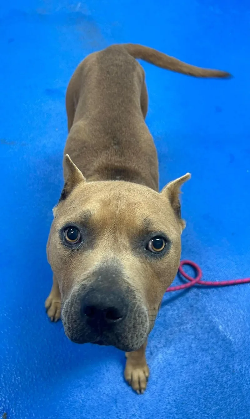 An adult medium-sized male Mixed Breed dog named Grizzly for adoption in Holbrook, NY