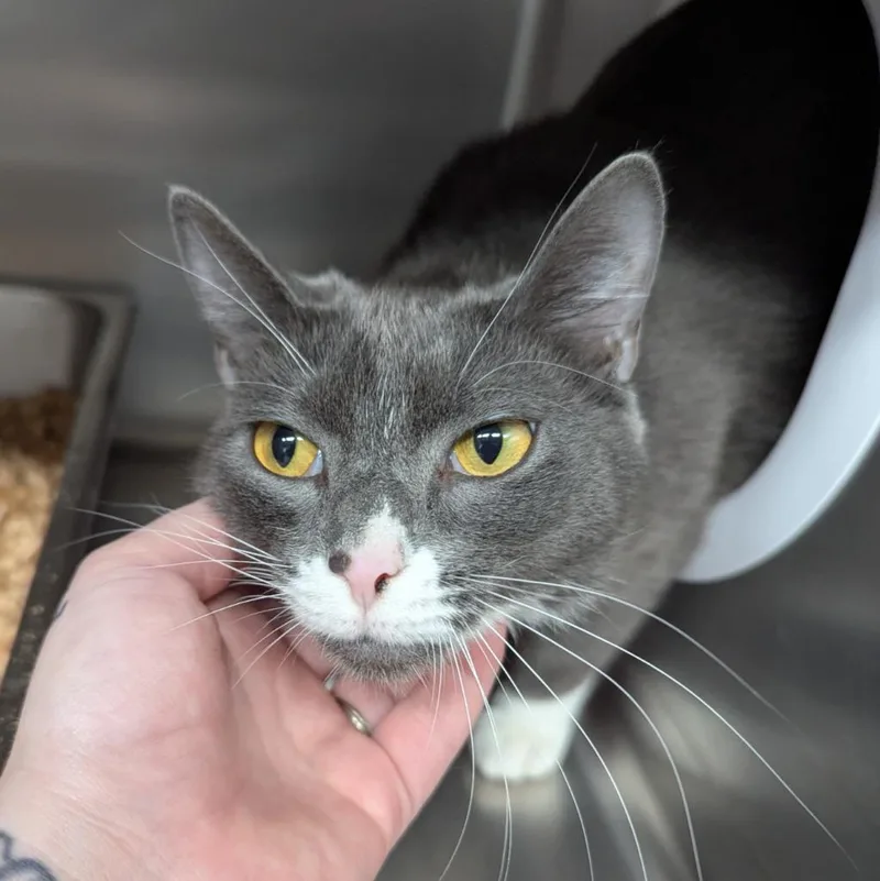 A young medium-sized female Domestic Short Hair cat named Cora for adoption in Aberdeen, WA