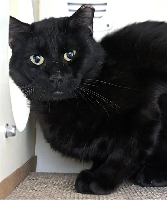 An adult medium-sized male Domestic Short Hair cat named Elvis for adoption in Dedham, MA