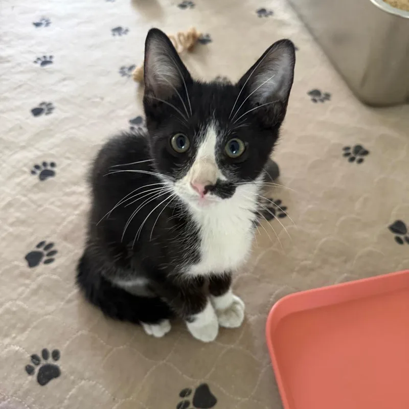A baby small-sized male Black Domestic Short Hair cat named Alvin for adoption in Jupiter, FL