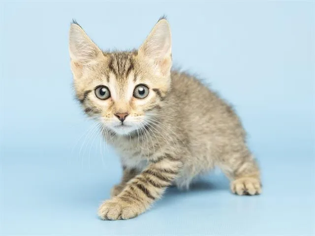 A baby small-sized male Domestic Short Hair cat named Koda for adoption in Phoenix, AZ