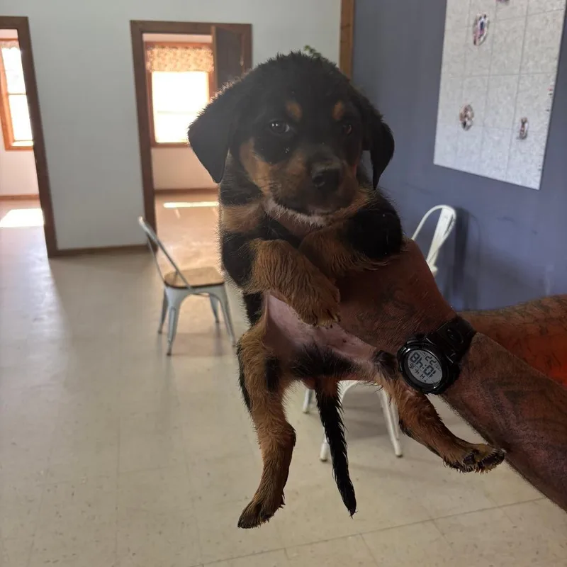 Hector Zeroni thumbnail 2