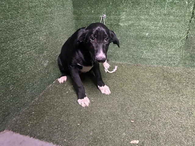 A baby medium-sized male Flat-Coated Retriever dog named Mango for adoption in Lancaster, CA