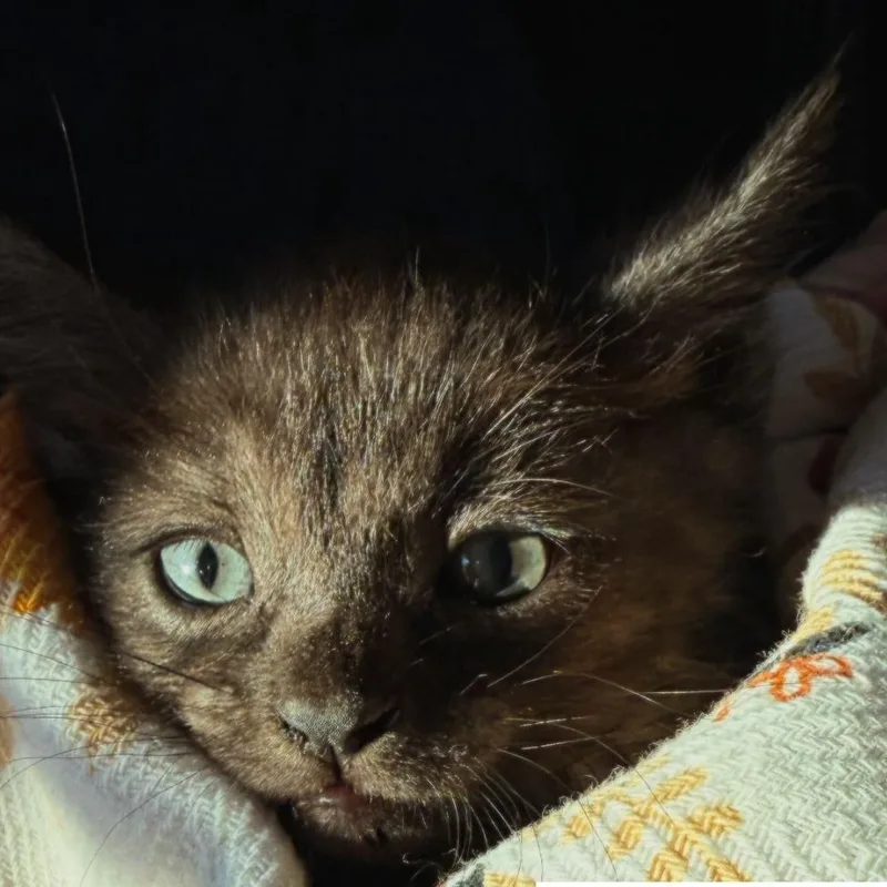 A baby medium-sized male Smoke Domestic Medium Hair cat named Kaan for adoption in Wildomar, CA