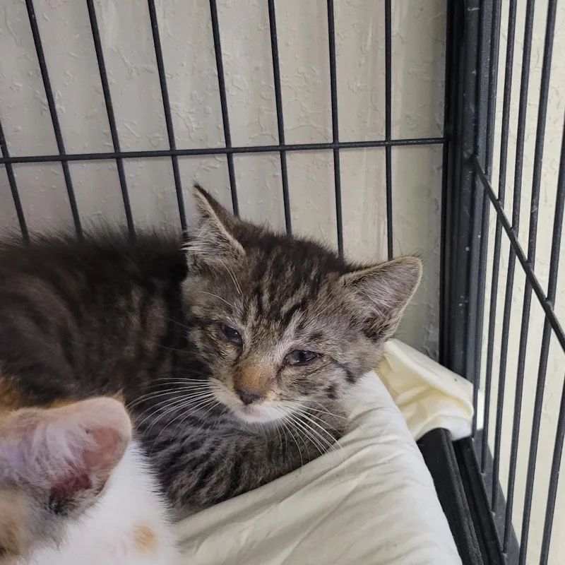 A young small-sized male Domestic Short Hair cat named Tigger for adoption in Willows, CA