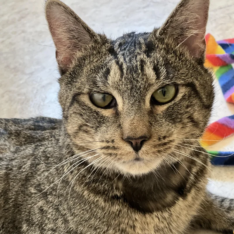 An adult medium-sized male Brown / Chocolate Domestic Short Hair cat named Chance for adoption in Germansville, PA