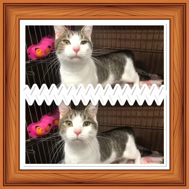 An adult medium-sized female Tabby (Gray / Blue / Silver) Domestic Short Hair cat named Saddle for adoption in Buckhannon, WV