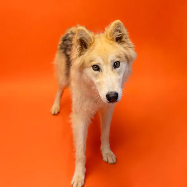 An adult large-sized female Siberian Husky dog named Pen c Cherry for adoption in Lawrenceville, GA