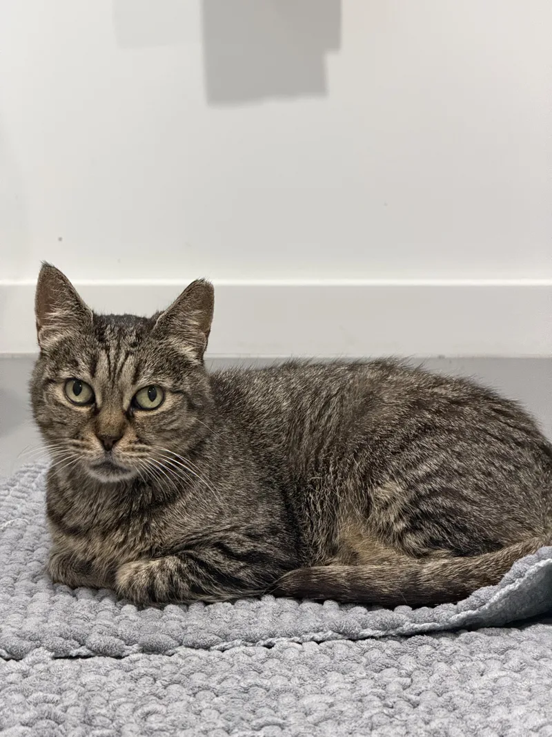 A young small-sized female Tabby (Buff / Tan / Fawn) American Shorthair cat named Molly for adoption in Coconut Creek, FL