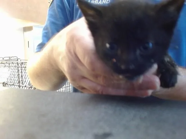 A baby small-sized male Domestic Short Hair cat named Shaggy for adoption in Sacramento, CA