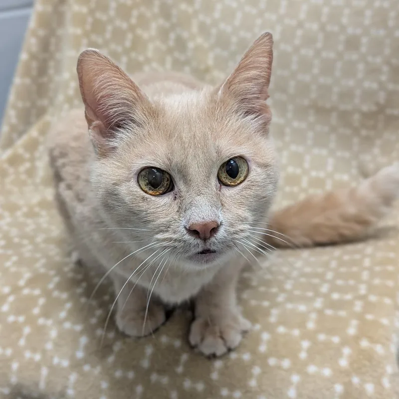 A senior medium-sized female Buff / Tan / Fawn Domestic Short Hair cat named Bram for adoption in Brookfield, WI