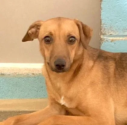 An adult medium-sized female Terrier dog named Foxy for adoption in Cincinnati, OH