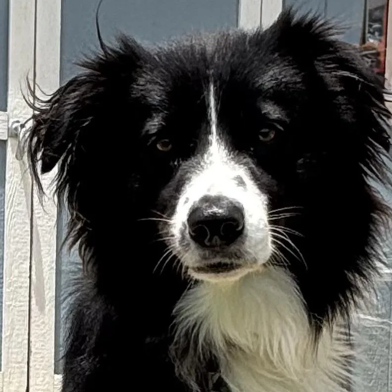 Ollie The Aussie
