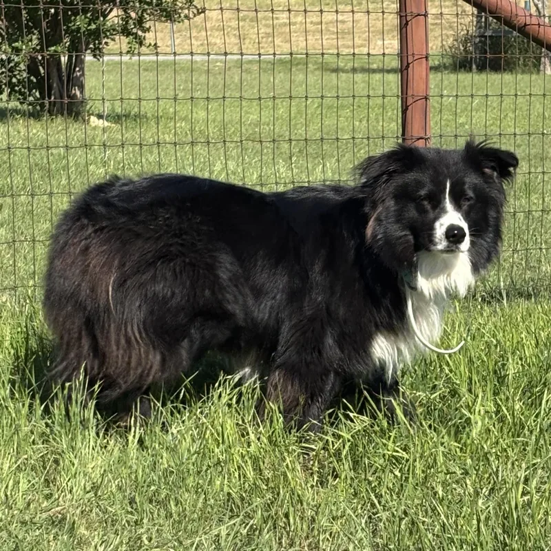 Ollie The Aussie thumbnail 2