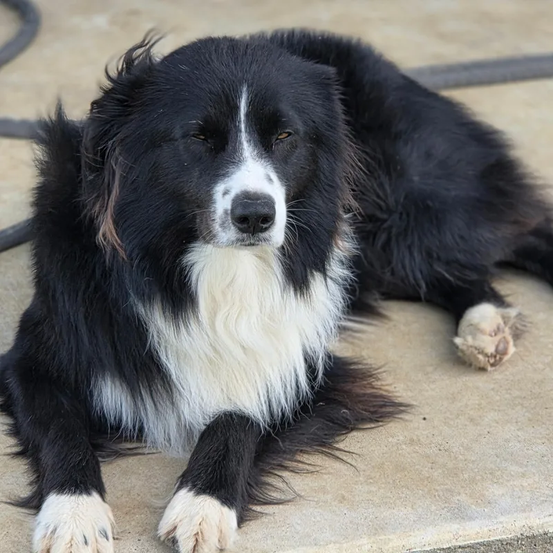 Ollie The Aussie thumbnail 3