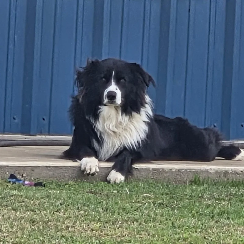 Ollie The Aussie thumbnail 4