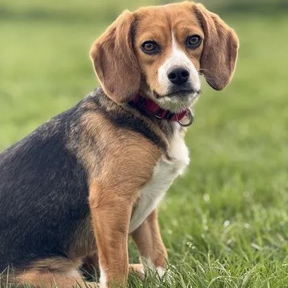 An adult small-sized female Beagle dog named Outspoken October for adoption in East Montpelier, VT