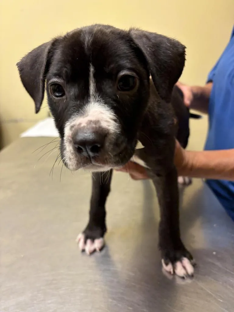 A baby medium-sized male Mixed Breed dog named Jim for adoption in Florence, SC