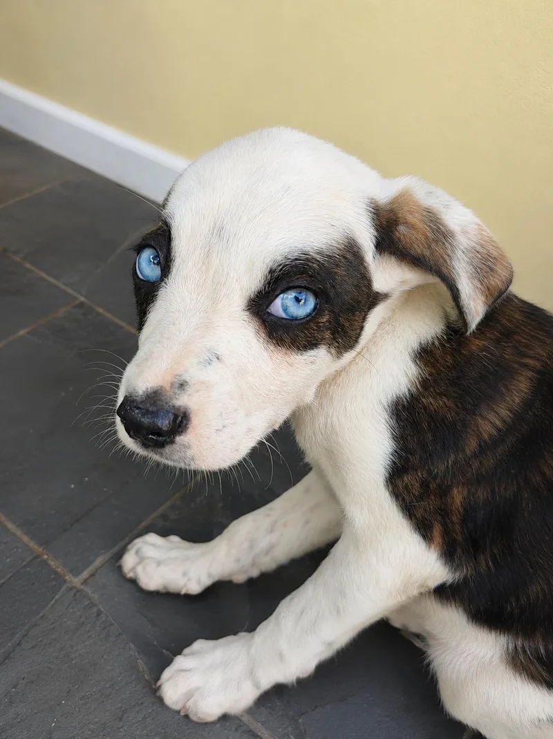 A baby medium-sized female Brindle Australian Shepherd dog named Sakura for adoption in Pleasant Valley, NY
