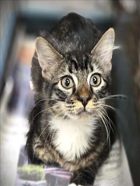 A baby medium-sized male Domestic Short Hair cat named Tip Tap for adoption in Los Angeles, CA