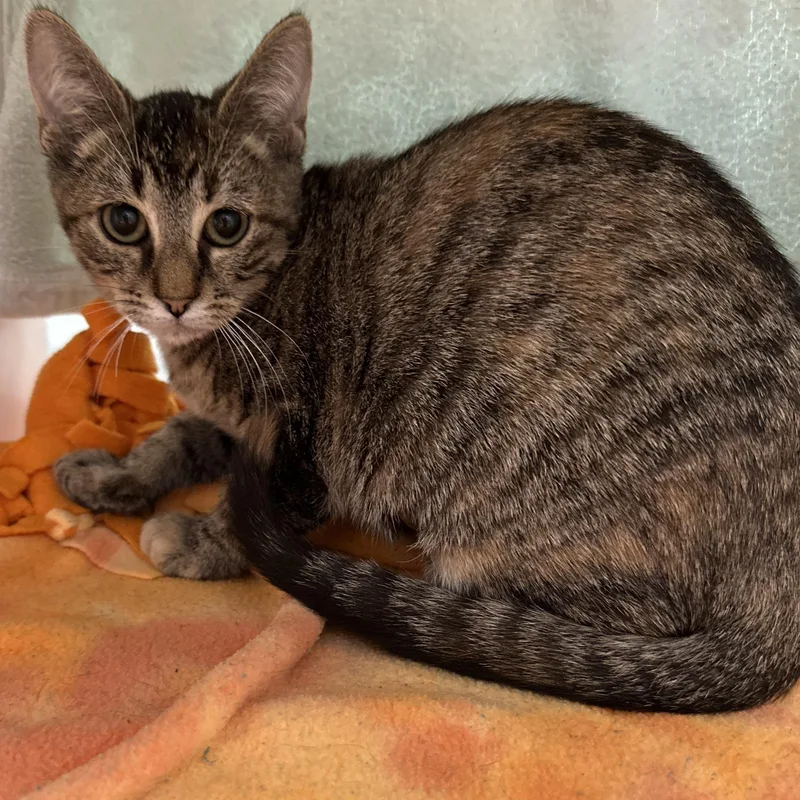 A baby medium-sized female Torbie Domestic Short Hair cat named Brandy for adoption in Manassas, VA