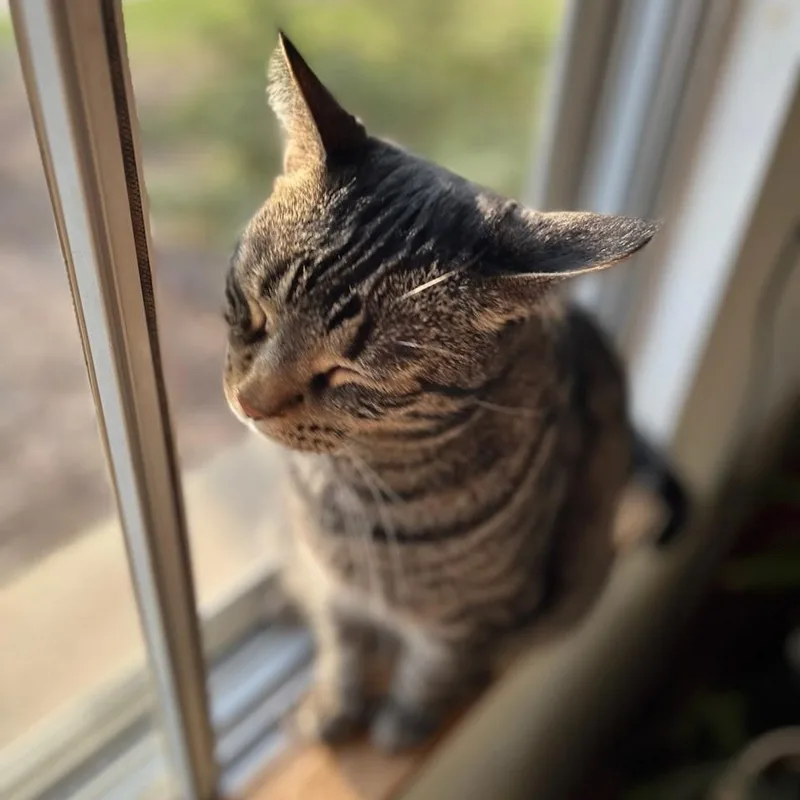 An adult medium-sized male Tabby (Gray / Blue / Silver) Domestic Short Hair cat named Mickey for adoption in Menasha, WI