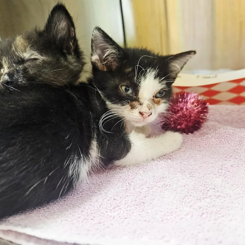 A baby small-sized female Black Domestic Short Hair cat named Utu for adoption in Austin, TX