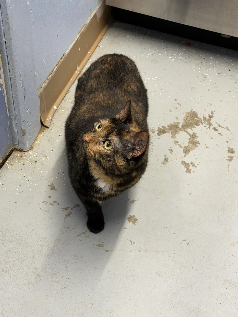 An adult medium-sized female Domestic Short Hair cat named Fern for adoption in Elkins, WV