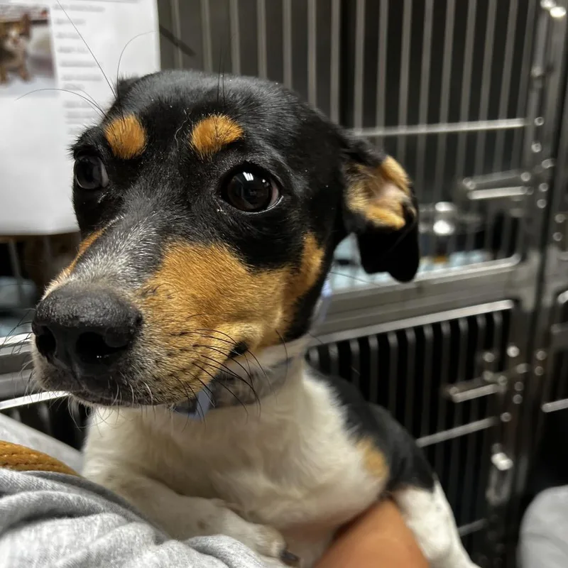 A young small-sized female Dachshund dog named Patience for adoption in Alexandria, VA