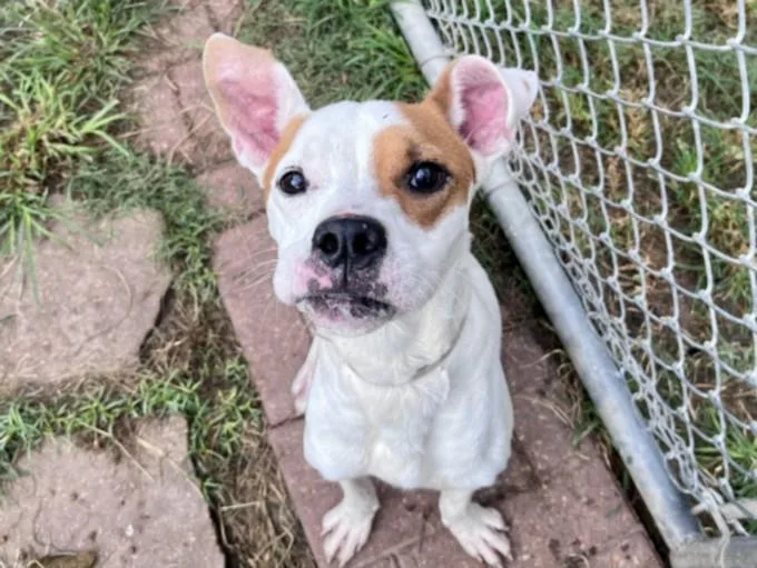 A young medium-sized male Staffordshire Bull Terrier dog named France for adoption in Houston, TX