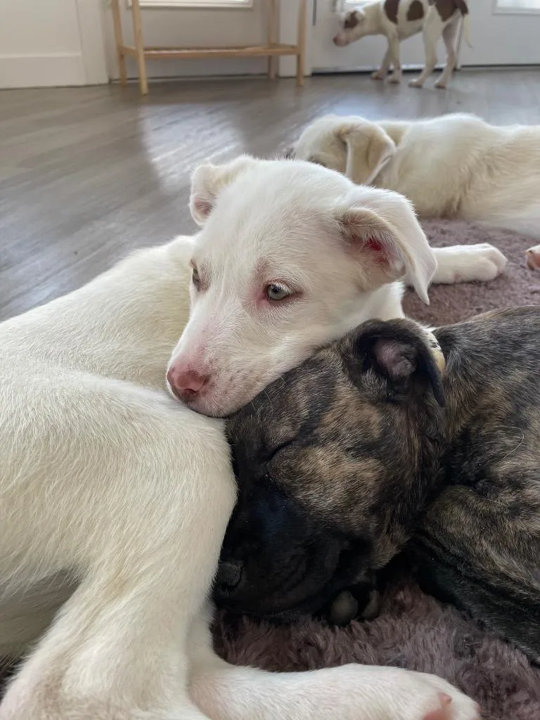 A baby medium-sized female Cattle Dog dog named Hana Abader for adoption in Fort Lupton, CO