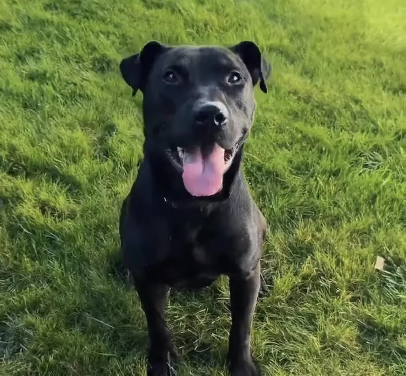 An adult large-sized male Labrador Retriever dog named Mug for adoption in Bloomfield Hills, MI